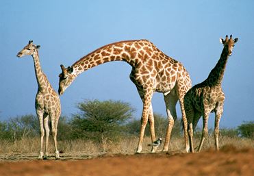 ||||האייל האדום