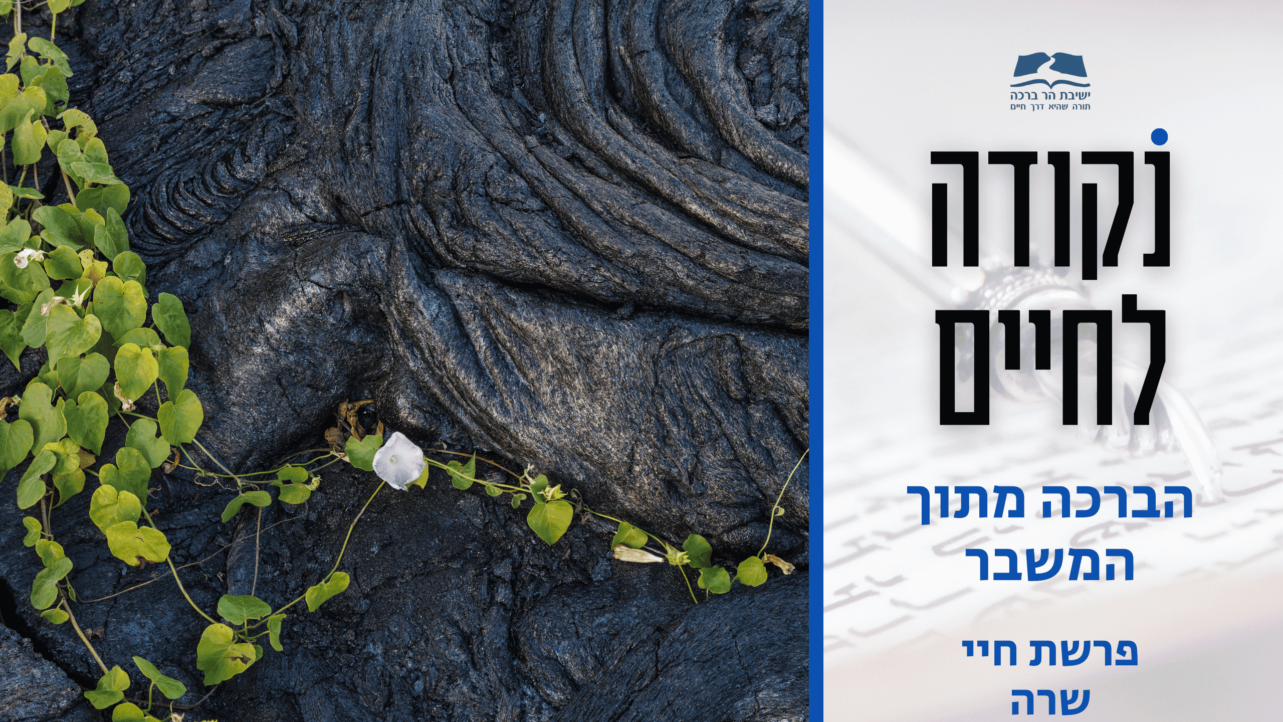 פרשת--חיי-שרה-תשפו קאבר